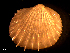  ( - MT09190)  @11 [ ] CreativeCommons - Attribution Non-Commercial Share-Alike (2015) Unspecified Deutsche Zentrum fuer Marine Biodiversitaetsforschung Wilhelmshaven