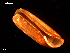  ( - MT09209)  @11 [ ] CreativeCommons - Attribution Non-Commercial Share-Alike (2015) Unspecified Deutsche Zentrum fuer Marine Biodiversitaetsforschung Wilhelmshaven
