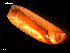  (Cylichna cylindracea - MT09217)  @11 [ ] CreativeCommons - Attribution Non-Commercial Share-Alike (2015) Unspecified Deutsche Zentrum fuer Marine Biodiversitaetsforschung Wilhelmshaven