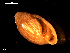 ( - MT09226)  @11 [ ] CreativeCommons - Attribution Non-Commercial Share-Alike (2015) Unspecified Deutsche Zentrum fuer Marine Biodiversitaetsforschung Wilhelmshaven