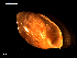  ( - MT09227)  @11 [ ] CreativeCommons - Attribution Non-Commercial Share-Alike (2015) Unspecified Deutsche Zentrum fuer Marine Biodiversitaetsforschung Wilhelmshaven