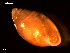  ( - MT09228)  @11 [ ] CreativeCommons - Attribution Non-Commercial Share-Alike (2015) Unspecified Deutsche Zentrum fuer Marine Biodiversitaetsforschung Wilhelmshaven