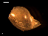  ( - MT09249)  @11 [ ] CreativeCommons - Attribution Non-Commercial Share-Alike (2015) Unspecified Deutsche Zentrum fuer Marine Biodiversitaetsforschung Wilhelmshaven