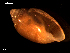  ( - MT09253)  @11 [ ] CreativeCommons - Attribution Non-Commercial Share-Alike (2015) Unspecified Deutsche Zentrum fuer Marine Biodiversitaetsforschung Wilhelmshaven