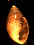  ( - MT09315)  @11 [ ] CreativeCommons - Attribution Non-Commercial Share-Alike (2015) Unspecified Deutsche Zentrum fuer Marine Biodiversitaetsforschung Wilhelmshaven