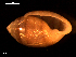  ( - MT09352)  @11 [ ] CreativeCommons - Attribution Non-Commercial Share-Alike (2015) Unspecified Deutsche Zentrum fuer Marine Biodiversitaetsforschung Wilhelmshaven