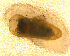  ( - BNB2-00034)  @12 [ ] CreativeCommons - Attribution (2010) Unspecified Centre for Biodiversity Genomics