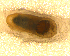  ( - BNB2-00038)  @12 [ ] CreativeCommons - Attribution (2010) Unspecified Centre for Biodiversity Genomics