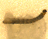  ( - BNB2-00135)  @11 [ ] CreativeCommons - Attribution (2010) Unspecified Centre for Biodiversity Genomics