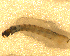  ( - BNB2-00139)  @12 [ ] CreativeCommons - Attribution (2010) Unspecified Centre for Biodiversity Genomics