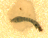  ( - BNB2-00169)  @12 [ ] CreativeCommons - Attribution (2010) Unspecified Centre for Biodiversity Genomics