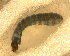  ( - BNB2-00222)  @12 [ ] CreativeCommons - Attribution (2010) Unspecified Centre for Biodiversity Genomics