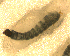  ( - BNB2-00223)  @12 [ ] CreativeCommons - Attribution (2010) Unspecified Centre for Biodiversity Genomics