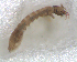  ( - BNB2-00272)  @12 [ ] CreativeCommons - Attribution (2010) Unspecified Centre for Biodiversity Genomics