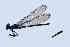  (Mnesarete guttifera - BNBTO-0218)  @11 [ ] Unspecified (default): All Rights Reserved  Unspecified Unspecified