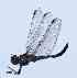  (Micrathyria sp - BNBTO-0337)  @11 [ ] Unspecified (default): All Rights Reserved  Unspecified Unspecified