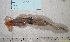  ( - MT03082)  @13 [ ] Copyright (2013) Unspecified Deutsches Zentrum fuer Marine Biodiversitaetsforschung