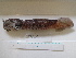  (Ommastrephidae - MT04905)  @14 [ ] Copyright (2013) Unspecified Deutsches Zentrum fuer Marine Biodiversitaetsforschung