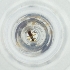  ( - MOZZ00000899A_F6)  @11 [ ] by  Genome Research Ltd as Wellcome Sanger Institute Genome Research Limited operating as Wellcome Sanger Institute