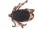  (Hyalomma marginatum - CCDB-17454 -A03)  @13 [ ] CreativeCommons - Attribution (2012) CBG Photography Group Centre for Biodiversity Genomics