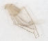 (Phlebotomus alexandri - CCDB-17454 -E03)  @12 [ ] CreativeCommons - Attribution (2012) CBG Photography Group Centre for Biodiversity Genomics