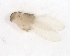  ( - CCDB-17454 -E12)  @12 [ ] CreativeCommons - Attribution (2012) CBG Photography Group Centre for Biodiversity Genomics