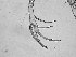  (Phlebotomus keshishiani - CCDB-17454 -F05)  @11 [ ] CreativeCommons - Attribution Non-Commercial Share-Alike (2012) Andreas Kruger Bernhard-Nocht-Institut