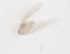  ( - CCDB-17454 -G03)  @12 [ ] CreativeCommons - Attribution (2012) CBG Photography Group Centre for Biodiversity Genomics