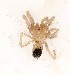  (Aphonopelma iodius - Coal-A11-S2-PT-5)  @11 [ ] CreativeCommons  Attribution
Non-Commercial Share-Alike (2021) Jenna Braun York University
