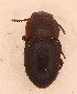  (Notibius puncticollis - Lok-J-S9-PT-1)  @11 [ ] by-nc-sa (2021) Jenna Braun York University