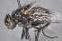  (Calliphora coloradensis - TLW012)  @14 [ ] Copyright (2011) Terry L. Whitworth Washington State University