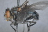  (Calliphora maestrica - TLW016)  @11 [ ] Copyright (2011) Terry L. Whitworth Washington State University