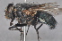  (Calliphora lopesi - TLW027)  @13 [ ] Copyright (2011) Terry L. Whitworth Washington State University