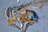  ( - TLW194)  @11 [ ] Copyright (2015) Terry Whitworth Department of Entomology, Washington State University