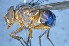  ( - TLW195)  @13 [ ] Copyright (2015) Terry Whitworth Department of Entomology, Washington State University