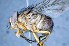  ( - TLW197)  @13 [ ] Copyright (2015) Terry Whitworth Department of Entomology, Washington State University