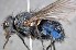  ( - TLW199)  @11 [ ] Copyright (2015) Terry Whitworth Department of Entomology, Washington State University