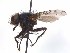  ( - TLW201)  @13 [ ] Copyright (2015) J.E. O'Hara Canadian National Collection of Insects