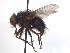  ( - TLW202)  @13 [ ] Copyright (2015) J.E. O'Hara Canadian National Collection of Insects