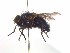  (Calliphora aldrichia - TLW204)  @13 [ ] Copyright (2015) J.E. O'Hara Canadian National Collection of Insects