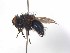  ( - TLW205)  @13 [ ] Copyright (2015) J.E. O'Hara Canadian National Collection of Insects