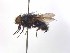  ( - TLW206)  @13 [ ] Copyright (2015) J.E. O'Hara Canadian National Collection of Insects