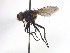  ( - TLW207)  @13 [ ] Copyright (2015) J.E. O'Hara Canadian National Collection of Insects