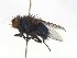  ( - TLW211)  @12 [ ] Copyright (2015) J.E. O'Hara Canadian National Collection of Insects