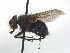  ( - TLW212)  @13 [ ] Copyright (2015) J.E. O'Hara Canadian National Collection of Insects