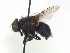  ( - TLW213)  @12 [ ] Copyright (2015) J.E. O'Hara Canadian National Collection of Insects