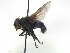  ( - TLW214)  @13 [ ] Copyright (2015) J.E. O'Hara Canadian National Collection of Insects