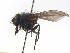  ( - TLW218)  @12 [ ] Copyright (2015) J.E. O'Hara Canadian National Collection of Insects