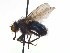  ( - TLW221)  @13 [ ] Copyright (2015) J.E. O'Hara Canadian National Collection of Insects