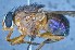  ( - TLW223)  @13 [ ] Copyright (2015) Terry Whitworth Department of Entomology, Washington State University